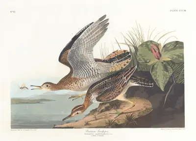 Bartram sandpiper av John James Audubon