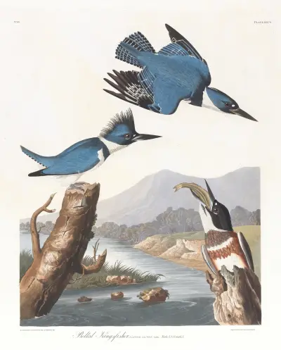 Belted kingfisher av John James Audubon