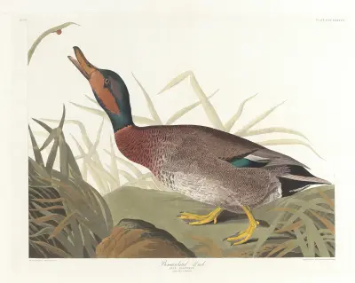 Bemaculated duck av John James Audubon