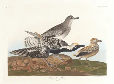 Černonohý kulík, John James Audubon