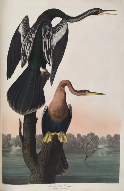 Schwarzbauch-Schlangenhalsvogel von John James Audubon