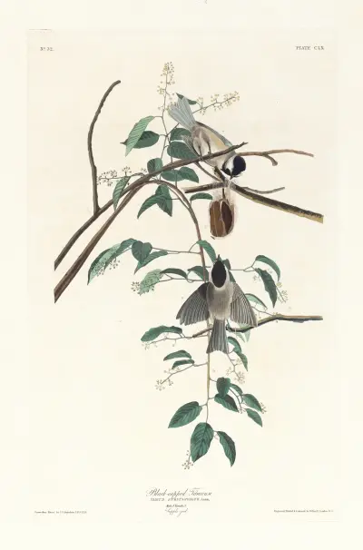 Black-capped titmouse av John James Audubon