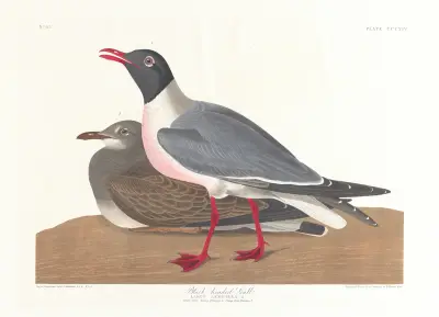 Racek mořský, 1827 – č. 2, John James Audubon