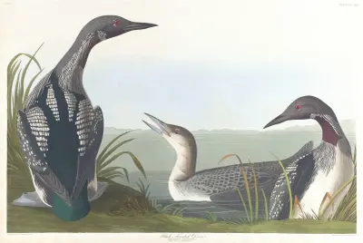 Black-throated diver av John James Audubon