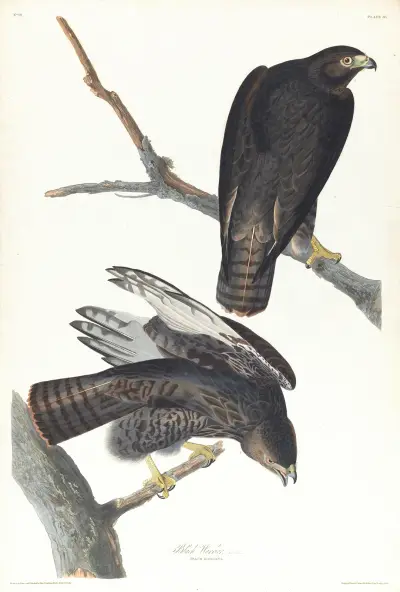 Black warrior av John James Audubon