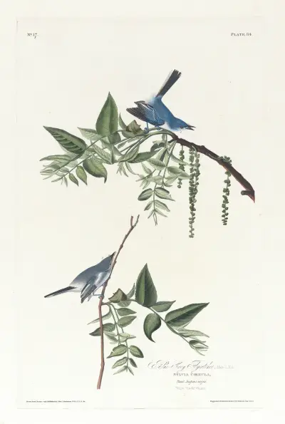 Modrosójka błękitna, 1827 – nr 1, John James Audubon