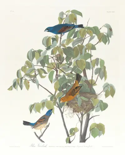 Blue grosbeak av John James Audubon
