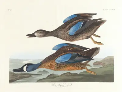 Moderklädd kricka, John James Audubon
