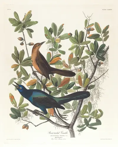 Boat-tailed grackle av John James Audubon