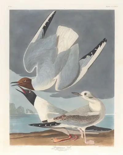 Bonapartische Möwe von John James Audubon