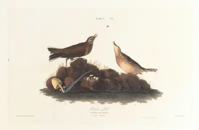 Skowronek brunatny, John James Audubon