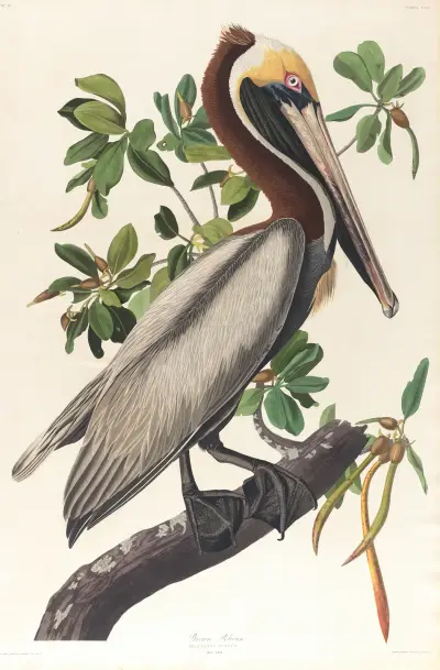 Brown pelican, Pelecanus fuscus av John James Audubon