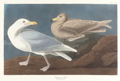 Burgomaster gull av John James Audubon