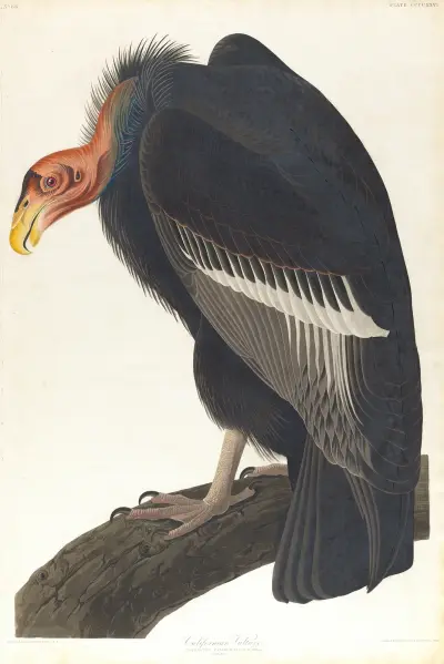 Californian vulture av John James Audubon