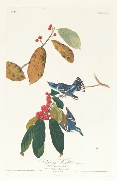 Cerulean warbler av John James Audubon