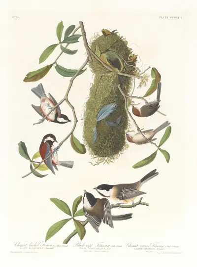 Chestnut-backed titmouse. Black-capt titmouse. Chestnut-crowed titmouse av John James Audubon