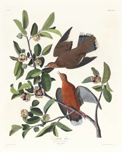 Columba zenaida av John James Audubon