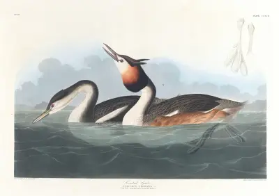 Crested grebe av John James Audubon