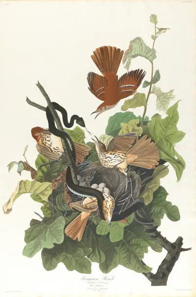 Ferruginous thrush av John James Audubon