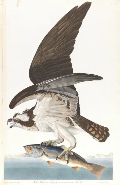 Fish hawk or osprey av John James Audubon