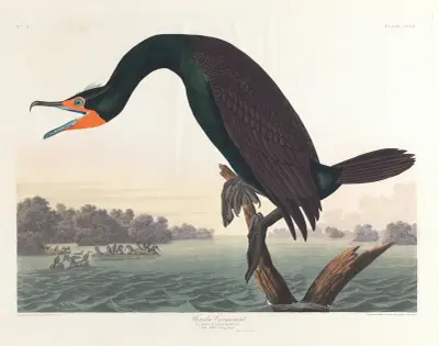 Florida cormorant av John James Audubon
