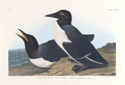 Głuptak, 1827 – nr 2, John James Audubon