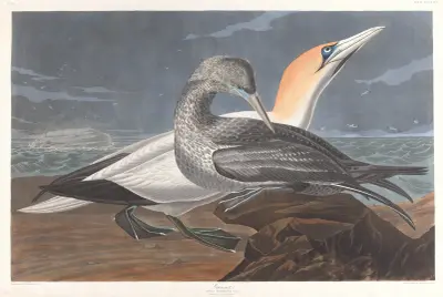 Gannet av John James Audubon