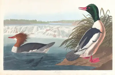 Goosander av John James Audubon
