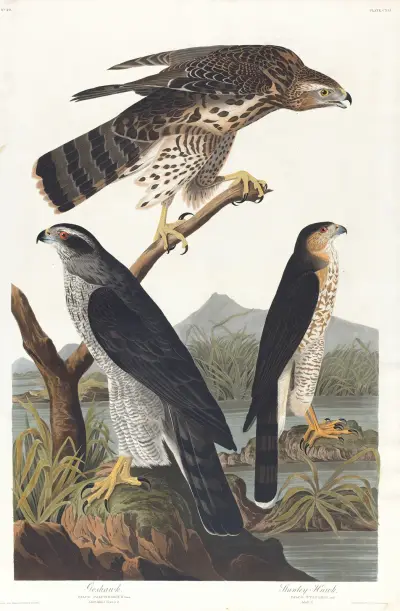 Goshawk, Stanley hawk av John James Audubon