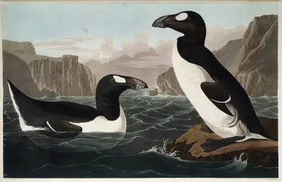 Velký alka, 1827 – Nr. 2, John James Audubon