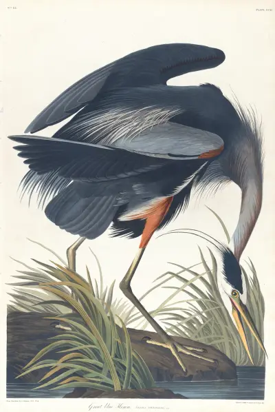 Great blue heron av John James Audubon