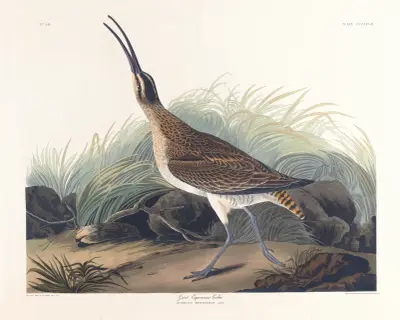 Great equimaux curlew av John James Audubon
