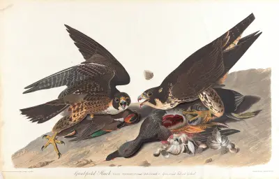 Great-footed hawk, 1827 – nr 2 av John James Audubon