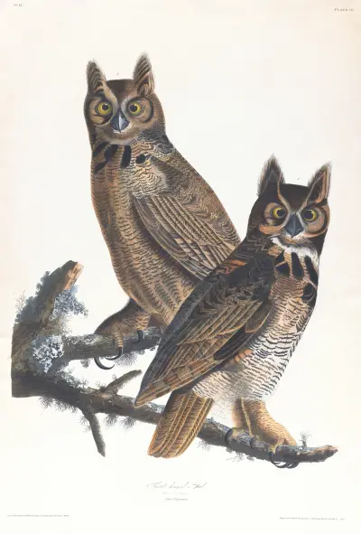 Great horned-owl av John James Audubon