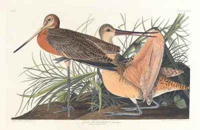 Great marbled godwit av John James Audubon