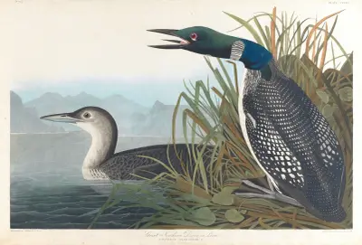 Eistaucher von John James Audubon