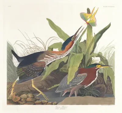 Zelená volavka, John James Audubon