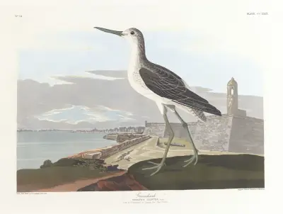Greenshank av John James Audubon