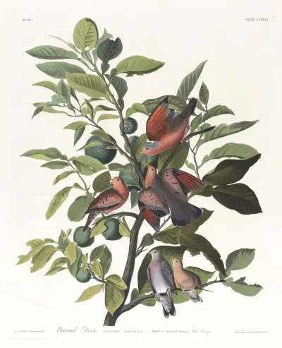 Ground dove av John James Audubon