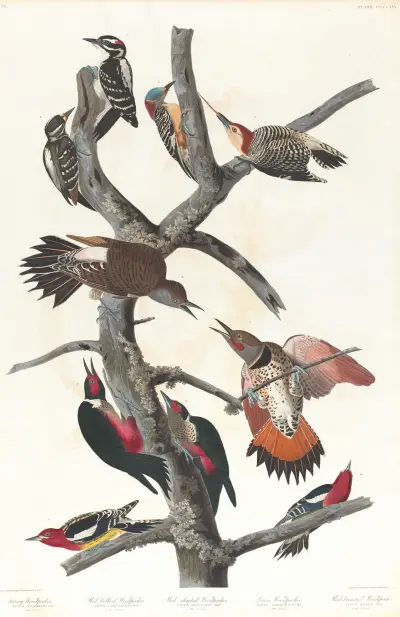 Hairy woodpecker. Red-bellied woodpecker. Red-shafted woodpecker. Lewis woodpecker. Red-breasted woodpecker av John James Audubon