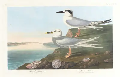 Havell’s tern av John James Audubon