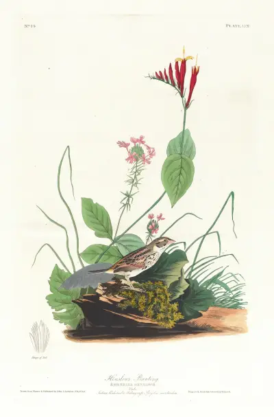 Henslow’s bunting av John James Audubon
