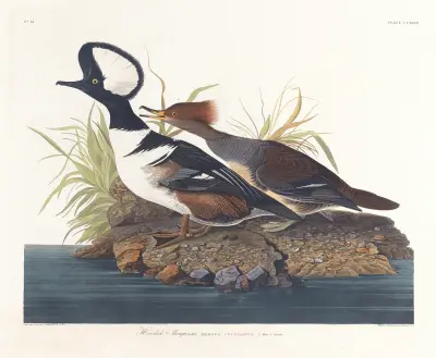 Hooded merganser av John James Audubon