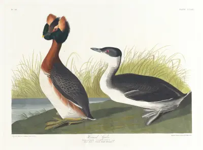 Horned grebe av John James Audubon