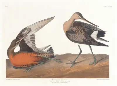Hudsonian godwit av John James Audubon