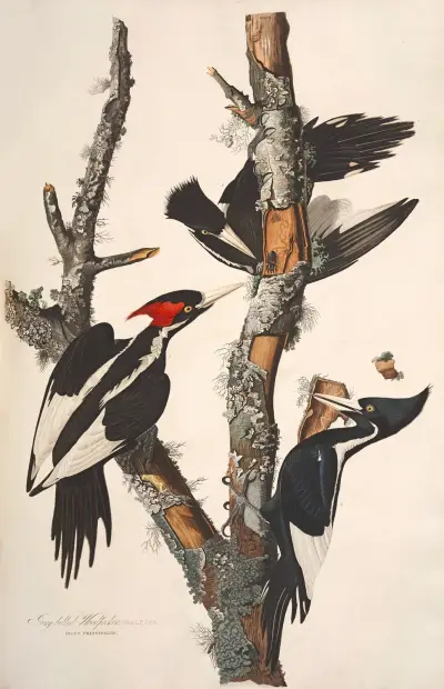 Páskovec kopinatý, 1827 – Nr. 2, John James Audubon