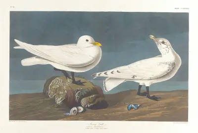 Mewa modrodzioba, John James Audubon