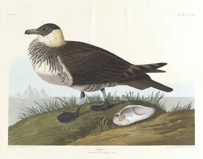 Jäger von John James Audubon