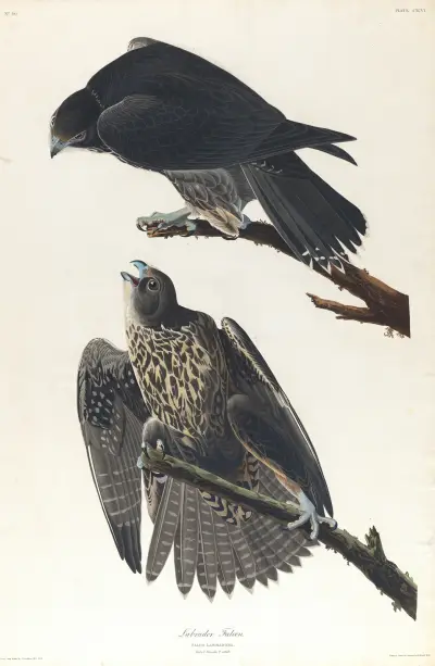 Labrador falcon av John James Audubon