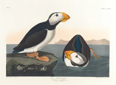 Large-billed puffin av John James Audubon